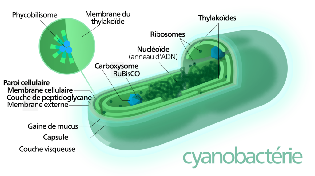 Kit anti-cyanobactéries pour aquarium d'eau douce